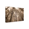 Trademark Fine Art Monte Nagler 'Forest Under Sky Sepia Tone' Canvas Art, 22x32 ALI44792-C2232GG